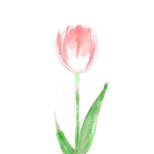 チューリップのイラスト